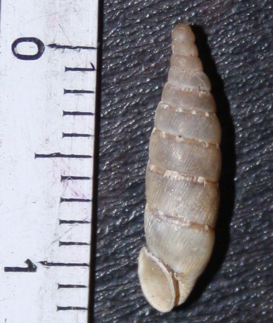 Clausiliidae da id.